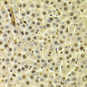 DTNBP1 / Dysbindin Antibody - Immunohistochemistry of paraffin-embedded rat liver tissue.