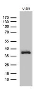 DTWD1 Antibody - Western blot analysis of extracts. (35ug) from U251 cell line by using anti-DTWD1 monoclonal antibody. (1:500)