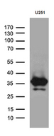 DTWD1 Antibody - Western blot analysis of extracts. (35ug) from U251 cell line by using anti-DTWD1 monoclonal antibody. (1:500)