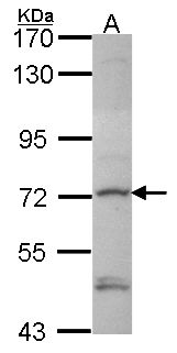 DTX1 / Deltex Antibody - Sample (30 ug of whole cell lysate). A: Hela. 7.5% SDS PAGE. DTX1 / Deltex antibody diluted at 1:1000.