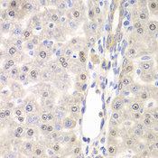 DTX2 Antibody - Immunohistochemistry of paraffin-embedded rat liver tissue.