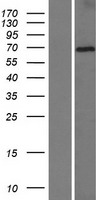 DTX2 Protein - Western validation with an anti-DDK antibody * L: Control HEK293 lysate R: Over-expression lysate