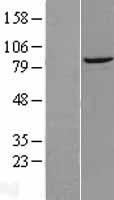 DTX3L Protein - Western validation with an anti-DDK antibody * L: Control HEK293 lysate R: Over-expression lysate