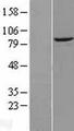 DTX3L Protein - Western validation with an anti-DDK antibody * L: Control HEK293 lysate R: Over-expression lysate