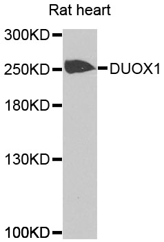DUOX Antibody - Western blot analysis of extracts of rat heart cells.