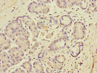 DUOX Antibody - Immunohistochemistry of paraffin-embedded human pancreatic tissue at dilution 1:100