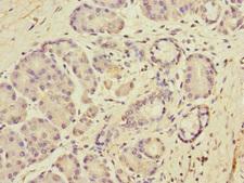 DUOX Antibody - Immunohistochemistry of paraffin-embedded human pancreatic tissue at dilution 1:100