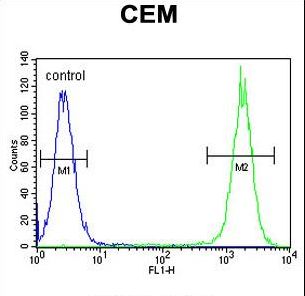 DUOX2 Antibody - DUOX2 Antibody flow cytometry of CEM cells (right histogram) compared to a negative control cell (left histogram). FITC-conjugated goat-anti-rabbit secondary antibodies were used for the analysis.