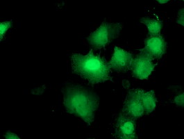DUPD1 Antibody - Anti-DUPD1 mouse monoclonal antibody immunofluorescent staining of COS7 cells transiently transfected by pCMV6-ENTRY DUPD1.