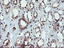 DUPD1 Antibody - IHC of paraffin-embedded Human Kidney tissue using anti-DUPD1 mouse monoclonal antibody.