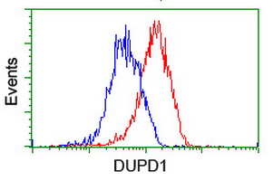 DUPD1 Antibody - Flow cytometry of HeLa cells, using anti-DUPD1 antibody (Red), compared to a nonspecific negative control antibody (Blue).