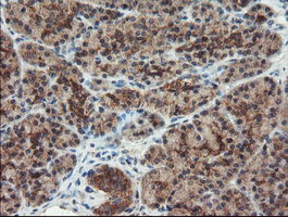 DUPD1 Antibody - IHC of paraffin-embedded Human pancreas tissue using anti-DUPD1 mouse monoclonal antibody.