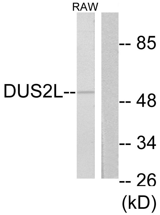 DUS2 / DUS2L Antibody - Western blot analysis of lysates from RAW264.7 cells, using DUS2L Antibody. The lane on the right is blocked with the synthesized peptide.