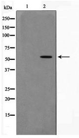 DUS2 / DUS2L Antibody - Western blot of RAW264.7 cell lysate using DUS2L Antibody