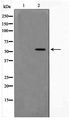 DUS2 / DUS2L Antibody - Western blot of RAW264.7 cell lysate using DUS2L Antibody