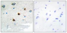 DUS4L Antibody - Peptide - + Immunohistochemistry analysis of paraffin-embedded human brain tissue using DUS4 antibody.
