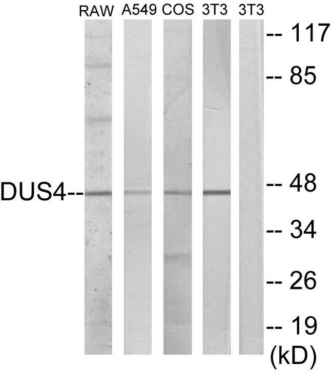 DUS4L Antibody - Western blot analysis of extracts from RAW264.7 cells, A549 cells, COS-7 cells and NIH-3T3 cells, using DUS4 antibody.