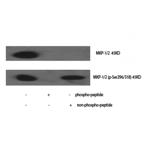 DUSP1 + DUSP4 Antibody - Western blot of Phospho-MKP-1/2 (S296/318) antibody