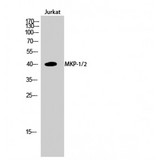 DUSP1 + DUSP4 Antibody - Western blot of MKP-1/2 antibody