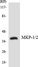 DUSP1 + DUSP4 Antibody - Western blot analysis of the lysates from HepG2 cells using MKP-1/2 antibody.