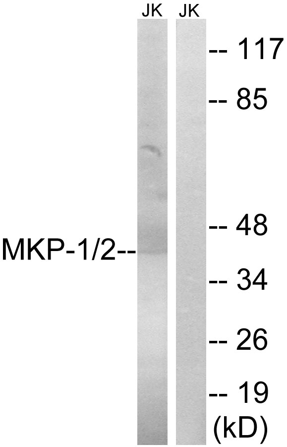 DUSP1 + DUSP4 Antibody - Western blot analysis of lysates from Jurkat cells, using MKP-1/2 Antibody. The lane on the right is blocked with the synthesized peptide.