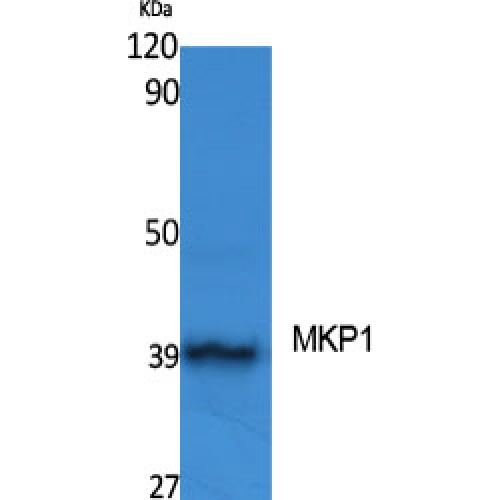 DUSP1 / MKP1 Antibody - Western blot of MKP-1 antibody