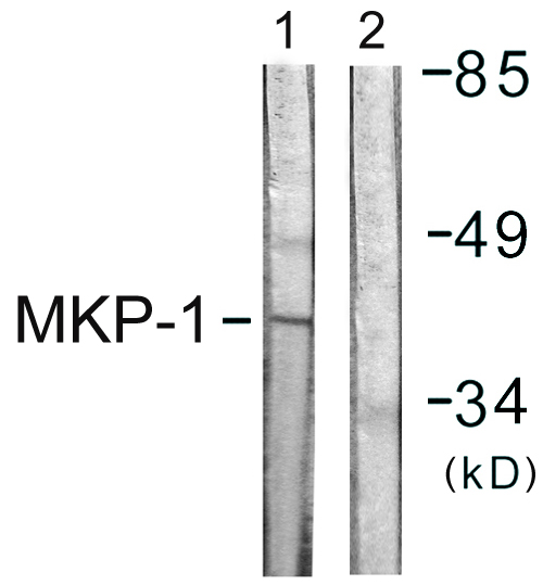 DUSP1 / MKP1 Antibody - Western blot analysis of lysates from Jurkat cells, using MKP1 Antibody. The lane on the right is blocked with the synthesized peptide.
