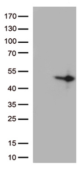 DUSP1 / MKP1 Antibody - HEK293T cells were transfected with the pCMV6-ENTRY control. (Left lane) or pCMV6-ENTRY DUSP1. (Right lane) cDNA for 48 hrs and lysed