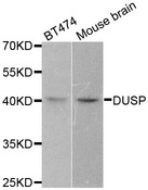 DUSP1 / MKP1 Antibody - Western blot analysis of extracts of various cell lines, using DUSP1 antibody.