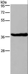DUSP1 / MKP1 Antibody - Western blot analysis of Mouse brain tissue, using DUSP1 Polyclonal Antibody at dilution of 1:363.