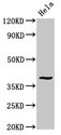 DUSP1 / MKP1 Antibody - Positive Western Blot detected in Hela whole cell lysate. All lanes: DUSP1 antibody at 3.4 µg/ml Secondary Goat polyclonal to rabbit IgG at 1/50000 dilution. Predicted band size: 40 KDa. Observed band size: 40 KDa