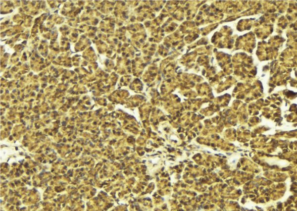 DUSP1 / MKP1 Antibody - 1:100 staining mouse pancreas tissue by IHC-P. The sample was formaldehyde fixed and a heat mediated antigen retrieval step in citrate buffer was performed. The sample was then blocked and incubated with the antibody for 1.5 hours at 22°C. An HRP conjugated goat anti-rabbit antibody was used as the secondary.
