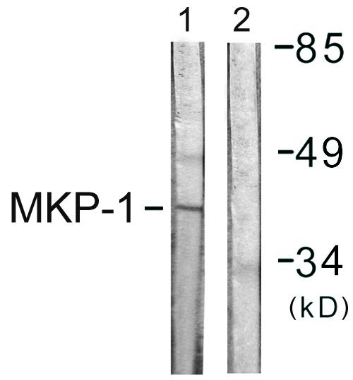 DUSP1 / MKP1 Antibody - Western blot analysis of extracts from Jurkat cells, using MKP1 (Ab-359) antibody.