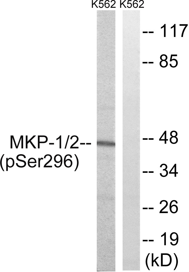 DUSP1 / MKP1 Antibody - Western blot analysis of lysates from K562 cells treated with heat shock , using MKP-1/2 (Phospho-Ser296/318) Antibody. The lane on the right is blocked with the phospho peptide.