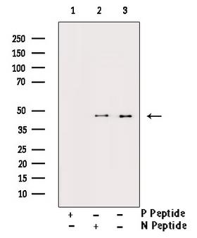 DUSP1 / MKP1 Antibody - Western blot analysis of Phospho-MKP-1/2 (Ser296/318) antibody expression in heatshock treated K562 cells lysates. The lane on the right is treated with the antigen-specific peptide.