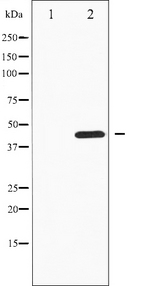 DUSP1 / MKP1 Antibody - Western blot analysis of MKP-1/2 phosphorylation expression in heatshockK562 whole cells lysates. The lane on the left is treated with the antigen-specific peptide.