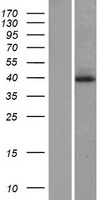 DUSP1 / MKP1 Protein - Western validation with an anti-DDK antibody * L: Control HEK293 lysate R: Over-expression lysate
