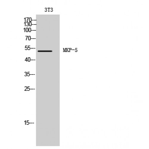 DUSP10 / MKP5 Antibody - Western blot of MKP-5 antibody
