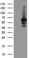 DUSP10 / MKP5 Antibody - HEK293T cells were transfected with the pCMV6-ENTRY control. (Left lane) or pCMV6-ENTRY DUSP10. (Right lane) cDNA for 48 hrs and lysed. Equivalent amounts of cell lysates. (5 ug per lane) were separated by SDS-PAGE and immunoblotted with anti-DUSP10. (1:2000)
