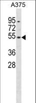 DUSP10 / MKP5 Antibody - DUSP10 Antibody western blot of A375 cell line lysates (35 ug/lane). The DUSP10 antibody detected the DUSP10 protein (arrow).