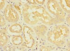 DUSP10 / MKP5 Antibody - Immunohistochemistry of paraffin-embedded human kidney tissue at dilution 1:100