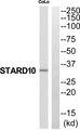 DUSP10 / MKP5 Antibody - Western blot analysis of extracts from NIH-3T3 cells, using DUSP10 antibody.