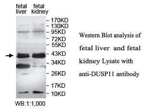 DUSP11 Antibody