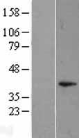 DUSP11 Protein - Western validation with an anti-DDK antibody * L: Control HEK293 lysate R: Over-expression lysate