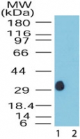 DUSP13 Antibody - Western blot of DUSP13 in human skeletal muscle lysate in the 1) absence and 2) presence of immunizing peptide using antibody at 0.5 ug/ml.