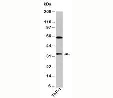 DUSP13 Antibody - DUSP13 antibody western blot of human samples