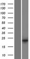 DUSP13 Protein - Western validation with an anti-DDK antibody * L: Control HEK293 lysate R: Over-expression lysate