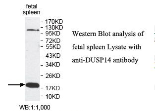 DUSP14 Antibody