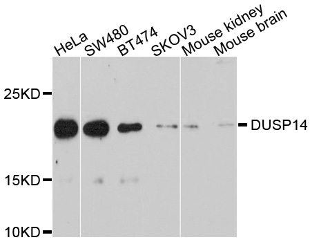 DUSP14 Antibody - Western blot analysis of extracts of various cell lines, using DUSP14 antibody at 1:1000 dilution. The secondary antibody used was an HRP Goat Anti-Rabbit IgG (H+L) at 1:10000 dilution. Lysates were loaded 25ug per lane and 3% nonfat dry milk in TBST was used for blocking. An ECL Kit was used for detection and the exposure time was 30s.