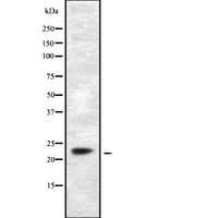 DUSP14 Antibody - Western blot analysis of DUSP14 using COS7 whole cells lysates